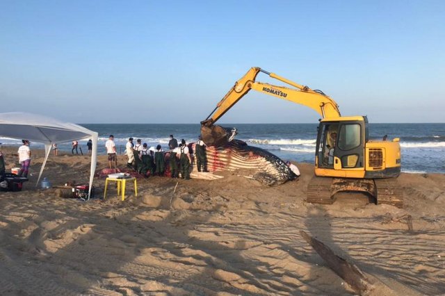 Balei jubarte, que havia sido devolvida ao mar na terça-feira, morreu horas depois e precisou ser retirada do mar nesta quarta-feira, em Barra Velha. Balei jubarte, que havia sido devolvida ao mar na terça-feira, morreu horas depois e precisou ser retirada do mar nesta quarta-feira, em Barra Velha.