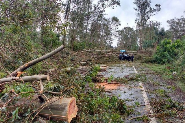 Queda de &aacute;rvores com o temporal de 19/10/2017 na BR-287, entre Jaguari e Santiago, na regi&atilde;o do Chapad&atilde;o. 