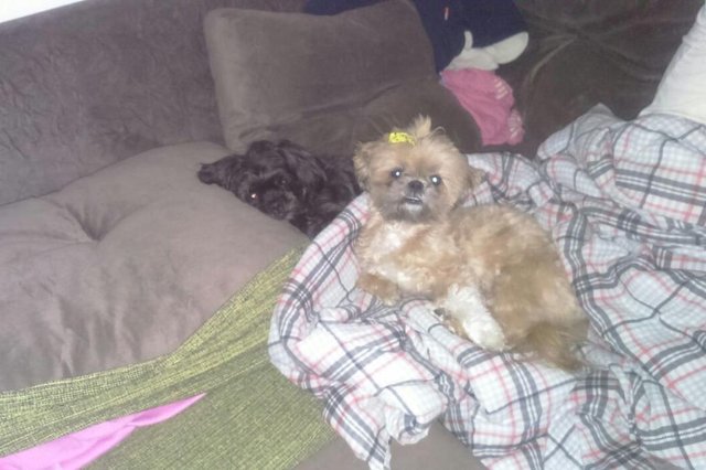 jardim itu sabará , assalto , porto alegre , carro , cachorras , cachorro , bicho de estimação , mão armada jardim itu sabará , assalto , porto alegre , carro , cachorras , cachorro , bicho de estimação , mão armada