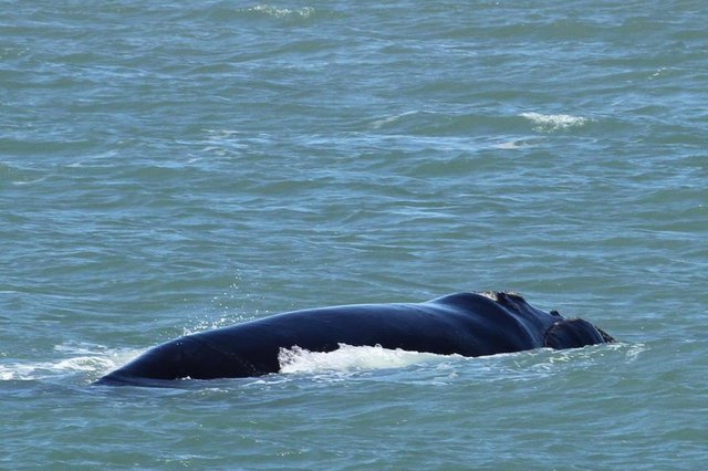 Avistamento de baleia em Itapirubá no feriado de Finados, é possível que seja o último do ano. baleia , baleia franca , projeto baleia franca , avistamento , Itapirubá , santa catarina Avistamento de baleia em Itapirubá no feriado de Finados, é possível que seja o último do ano. baleia , baleia franca , projeto baleia franca , avistamento , Itapirubá , santa catarina
