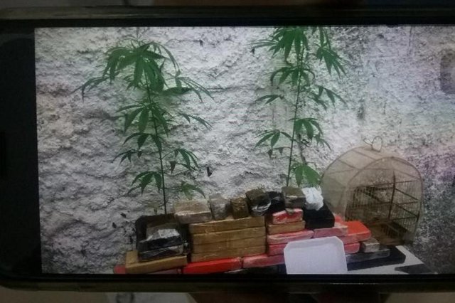 Policia Militar apreende drogas Policia Militar apreende drogas
