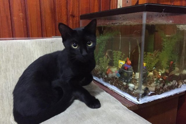 Preto é o mais introspectivo da casa. Gosta de ficar isolado e passa horas fora de casa. Recusou-se a tirar foto com os irmãos