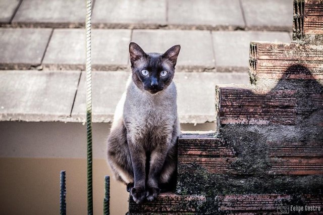 Kiko, um siamês arteiro e brincalhão. É a alegria da casa, mas às vezes tira o sossego dos irmãos felinos
