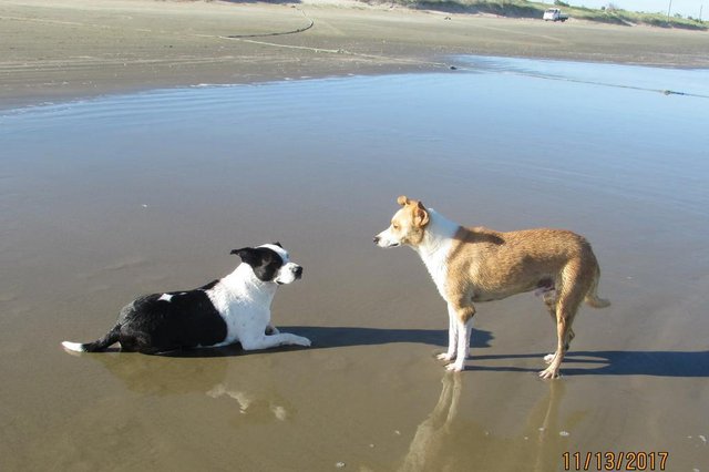 Linda, cachorra que foi resgatada em sacola plástica, aproveitando a praia Linda, cachorra que foi resgatada em sacola plástica, aproveitando a praia
