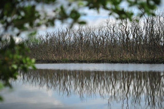 JOINVILLE,SC,BRASIL,16-11-2017.Morte em parte do mangue de Joinville(Siriúba).(Foto:Salmo Duarte/A Notícia) JOINVILLE,SC,BRASIL,16-11-2017.Morte em parte do mangue de Joinville(Siriúba).(Foto:Salmo Duarte/A Notícia)
