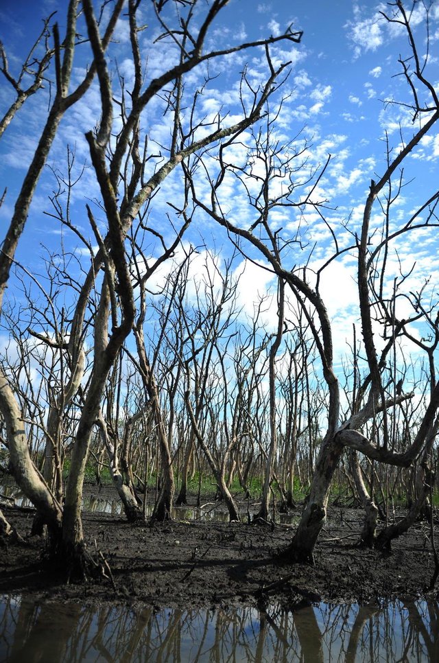 JOINVILLE,SC,BRASIL,16-11-2017.Morte em parte do mangue de Joinville(Siriúba).(Foto:Salmo Duarte/A Notícia) JOINVILLE,SC,BRASIL,16-11-2017.Morte em parte do mangue de Joinville(Siriúba).(Foto:Salmo Duarte/A Notícia)