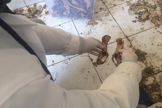 T&eacute;cnicos da UFSM comparam como deveria ser o osso de um dos cad&aacute;veres de cachorro encontrados no sobrado na Avenida Medianeira e como estavam o de alguns. Havia falhas que indicam que eles foram mordidos, o que levanta a hip&oacute;tese de que os animais podem ter se matado por conta da fome.