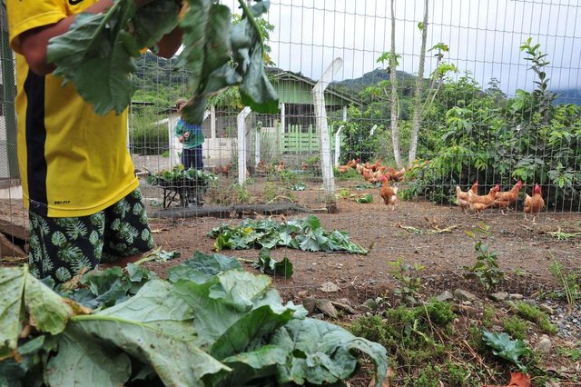 JOINVILLE,SC,BRASIL,17-11-2017.Escola Agrícola Municipal Carlos Heins Funke,faz compra emergencial de ração para os animais.(Foto:Salmo Duarte/A Notícia) JOINVILLE,SC,BRASIL,17-11-2017.Escola Agrícola Municipal Carlos Heins Funke,faz compra emergencial de ração para os animais.(Foto:Salmo Duarte/A Notícia)