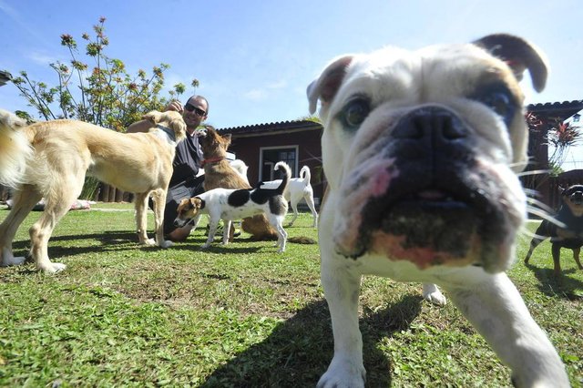  SANTA MARIA, RS, BRASIL, 09/12/2016 - Com a chegada das festas de final de ano e das f&eacute;rias de ver&atilde;o, &eacute; normal as fam&iacute;lias programarem viagens, longas ou curtas. Quem tem um animalzinho de estima&ccedil;&atilde;o precisa inclu&iacute;-lo no planejamento das f&eacute;rias. Se for levar, &eacute; preciso ficar atento &agrave; legisla&ccedil;&atilde;o para viagens de carro, &ocirc;nibus e avi&atilde;o. Se for deix&aacute;-lo, a dica &eacute; procurar com anteced&ecirc;ncia um hotel ou uma pet sitter de confian&ccedil;a. Em Santa Maria, o estudante de veterin&aacute;ria Marcelo Ilha trabalha com consultoria pet h&aacute; 9 anos. H&aacute; um m&ecirc;s, ele oferece o servi&ccedil;o de pet hotel aos tutores que n&atilde;o t&ecirc;m onde deixar o animal de estima&ccedil;&atilde;o.  (FOTOS JEAN PIMENTEL / AG&Ecirc;NCIA RBS)