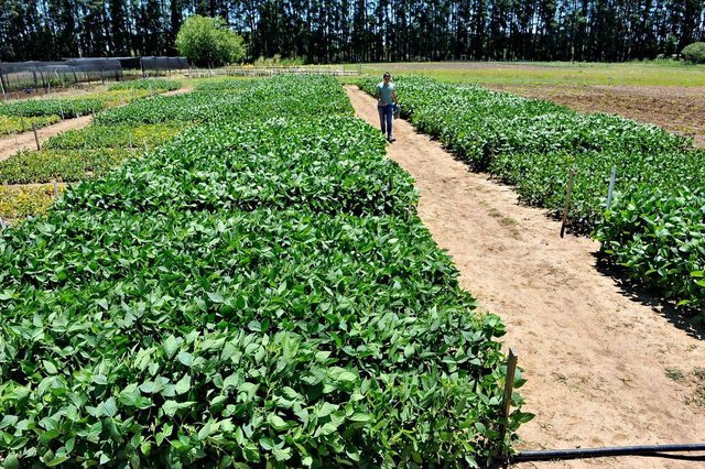 Santa Maria, RS, Brasil, 22/11/2017.Equipe de pesquisa da UFSM desenvolveu método de plantio de soja antecipado, em agosto, em que a planta desenvolve maior potencial de produtividade. O estudo é chefiado pelo professor Alencar Júnior Zanon, do departamento de fitotecnia da ufsm (de óculos). Ioran Rossato é aluno que integra o grupo, bem como o professor de Agrometeorologia Nereu Streck. Santa Maria, RS, Brasil, 22/11/2017.Equipe de pesquisa da UFSM desenvolveu método de plantio de soja antecipado, em agosto, em que a planta desenvolve maior potencial de produtividade. O estudo é chefiado pelo professor Alencar Júnior Zanon, do departamento de fitotecnia da ufsm (de óculos). Ioran Rossato é aluno que integra o grupo, bem como o professor de Agrometeorologia Nereu Streck.