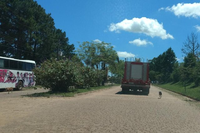Homem &eacute; socorrido, e c&atilde;es o seguem em ambul&acirc;ncia