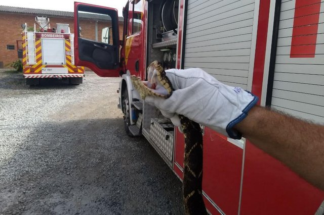 Cobra capturada pelos bombeiros de Brusque Cobra capturada pelos bombeiros de Brusque
