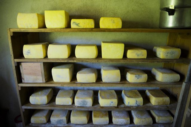MAJOR GERCINO, 14.11.2017: A luta de produtores artesanais para a liberação e legislação do queijo produzido com leite cru. Foto do produtor Cristian na comunidade de Diamante. (Foto: Diorgenes Pandini/Diario Catarinense) MAJOR GERCINO, 14.11.2017: A luta de produtores artesanais para a liberação e legislação do queijo produzido com leite cru. Foto do produtor Cristian na comunidade de Diamante. (Foto: Diorgenes Pandini/Diario Catarinense)