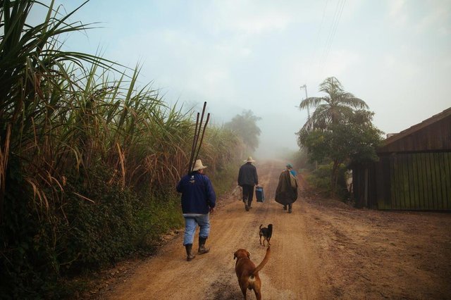 FLORIANOPOLIS, SC, BRASIL, 19.06.2017: Açais retirados de palmeiras Jussara melhoraram a renda da agricultura familiar dos ___ no interior de Biguaçu. (Foto: Diorgenes Pandini/DCEditoria: FotLocal: FlorianópolisIndexador: Diorgenes PandiniFonte: DCFotógrafo: Fotojornalista FLORIANOPOLIS, SC, BRASIL, 19.06.2017: Açais retirados de palmeiras Jussara melhoraram a renda da agricultura familiar dos ___ no interior de Biguaçu. (Foto: Diorgenes Pandini/DCEditoria: FotLocal: FlorianópolisIndexador: Diorgenes PandiniFonte: DCFotógrafo: Fotojornalista