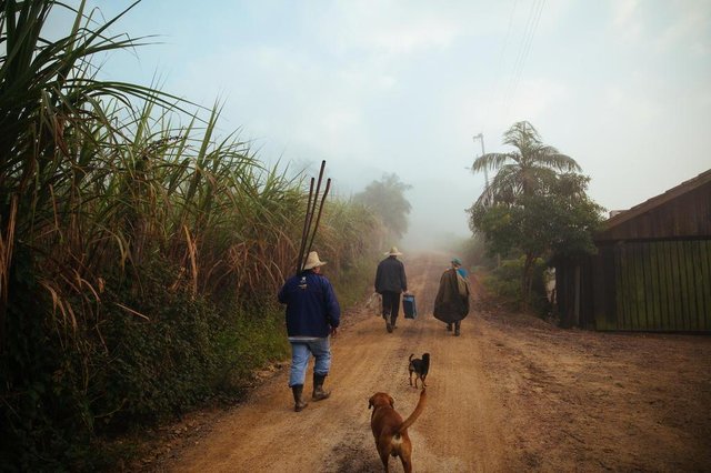  FLORIANOPOLIS, SC, BRASIL, 19.06.2017: Açais retirados de palmeiras Jussara melhoraram a renda da agricultura familiar dos ___ no interior de Biguaçu. (Foto: Diorgenes Pandini/DCEditoria: FotLocal: FlorianÃ³polisIndexador: Diorgenes PandiniFonte: DCFotógrafo: Fotojornalista