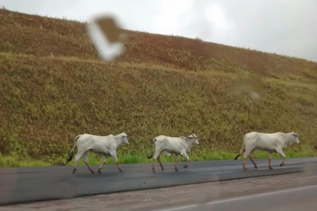 Animais na rodovia BR-470 em Gaspar Animais na rodovia BR-470 em Gaspar