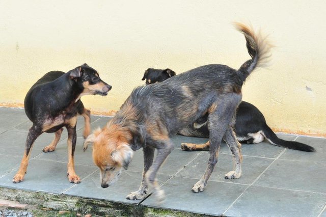 JOINVILLE,SC,BRASIL,22-12-2017.Abrigo animal. Em primeiro plano, o cão Nick, que tem problema de pele. (Foto:Salmo Duarte/A Notícia) JOINVILLE,SC,BRASIL,22-12-2017.Abrigo animal. Em primeiro plano, o cão Nick, que tem problema de pele. (Foto:Salmo Duarte/A Notícia)