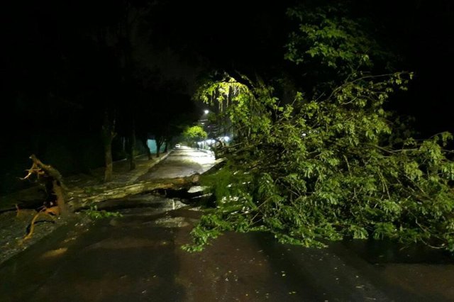 JOINVILLE, SANTA CATARINA, BRASIL (25/12/2017) - Chuva forte provoca queda de árvores em Joinville JOINVILLE, SANTA CATARINA, BRASIL (25/12/2017) - Chuva forte provoca queda de árvores em Joinville