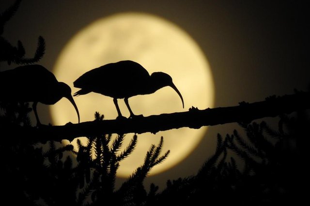 A Superlua em Caxias do Sul foi o tema da fotografia do cirurgião-dentista Claudio Cesar Bossardi A Superlua em Caxias do Sul foi o tema da fotografia do cirurgião-dentista Claudio Cesar Bossardi