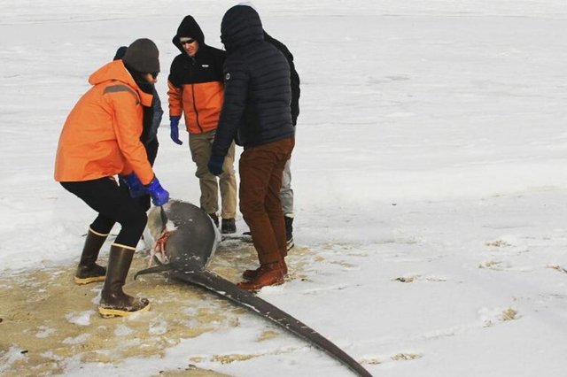 Frio extremo mata e congela tubarões nos Estados Unidos