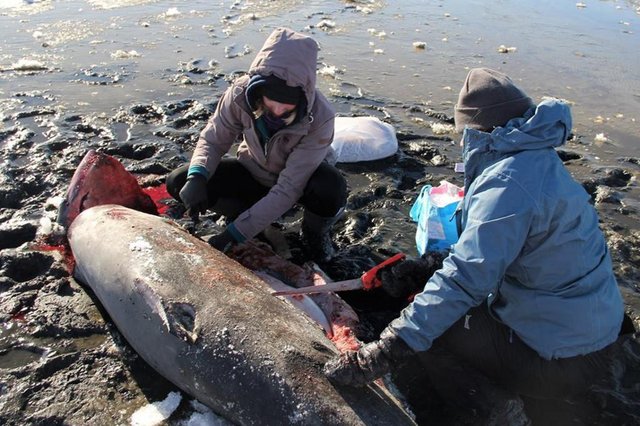  Frio extremo mata e congela tubarões nos Estados Unidos 