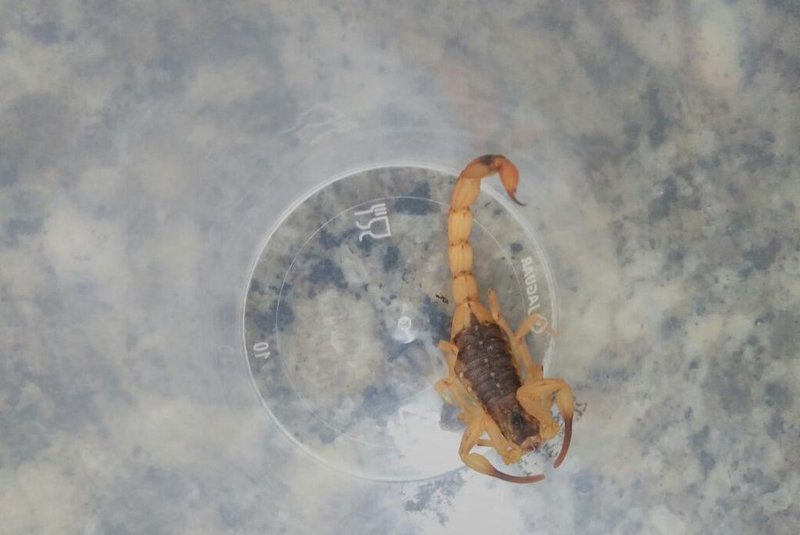  Escorpião amarelo foi encontrado no Centro de Porto Alegre