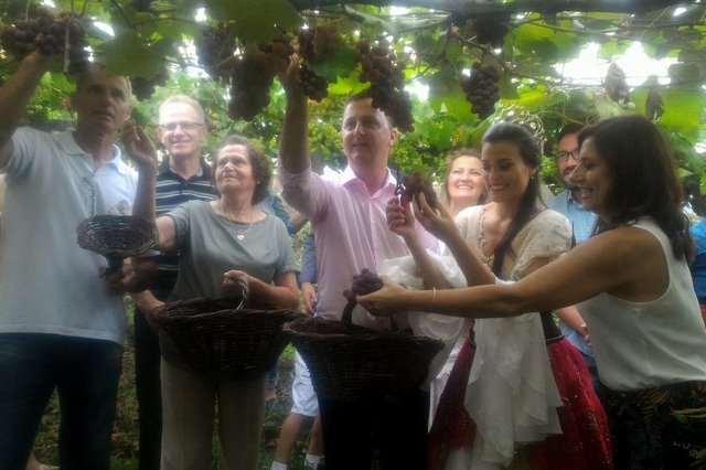 FLORES DA CUNHA, RS, BRASIL, 18/01/2018 - Abertura oficial da Colheita da uva em Flores da Cunha. (Marcelo Casagrande/Agência RBS) FLORES DA CUNHA, RS, BRASIL, 18/01/2018 - Abertura oficial da Colheita da uva em Flores da Cunha. (Marcelo Casagrande/Agência RBS)