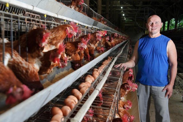JOINVILLE, SC, BRASIL 19-01-2018Agronegócio em Joinville. Na foto: Ademir Kortman, da empresa produtora de ovos Avikol JOINVILLE, SC, BRASIL 19-01-2018Agronegócio em Joinville. Na foto: Ademir Kortman, da empresa produtora de ovos Avikol