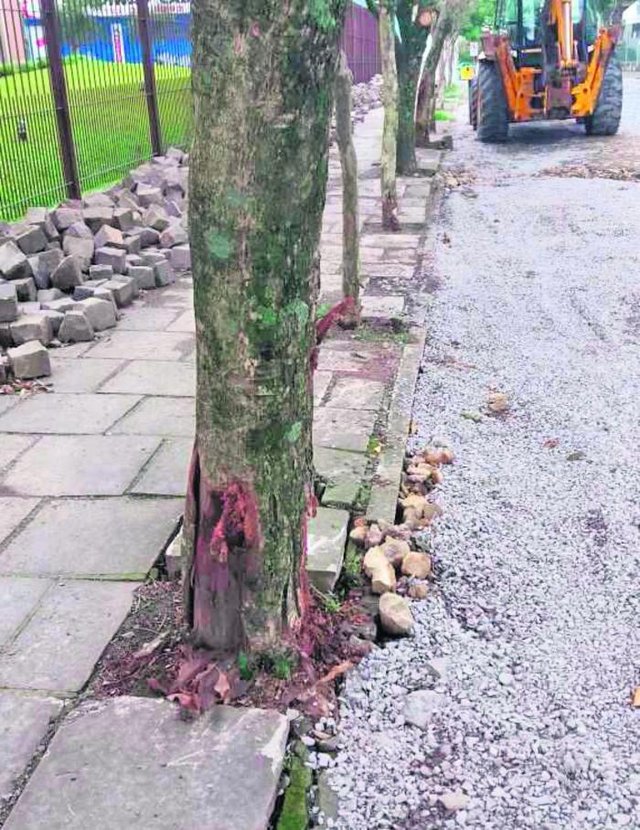 Segundo a Secretaria Municipal de Obras e Serviços Públicos, por maior que seja o cuidado, dependendo muito do tamanho da obra e do maquinário disponível no momento para a execução, algumas vezes ocorrem avarias maiores que as previstas, como é o caso dessas árvores. Segundo a Secretaria Municipal de Obras e Serviços Públicos, por maior que seja o cuidado, dependendo muito do tamanho da obra e do maquinário disponível no momento para a execução, algumas vezes ocorrem avarias maiores que as previstas, como é o caso dessas árvores.