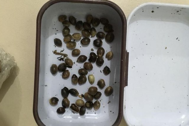 Homem é preso por tráfico com mudas e sementes de maconha em Gaspar Homem é preso por tráfico com mudas e sementes de maconha em Gaspar