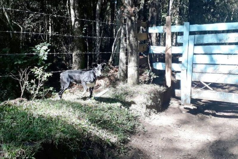 Policial aposentado Edi Paulo Dalbosco encontrou cão perdido em São Francisco de Paula. Cachorro não sai da porteira à espera do dono.