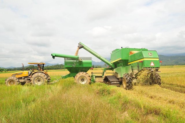 JOINVILLE,SC,BRASIL,19-02-2018.Safra do Arroz,Rodovia do Arroz,bairro Vila Nova,prorpiedade de seu Aquilino.(Foto:Salmo Duarte/A Notícia) JOINVILLE,SC,BRASIL,19-02-2018.Safra do Arroz,Rodovia do Arroz,bairro Vila Nova,prorpiedade de seu Aquilino.(Foto:Salmo Duarte/A Notícia)