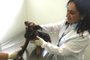 PORTO ALEGRE, RS, BRASIL, 01-03-2018.Uma fêmea canina foi o primeiro animal atendido pela Unidade de Saúde Animal Victória (Usav), hospital veterinário público de Porto Alegre localizado na Lomba do Pinheiro.IMAGEM: Ari Teixeira/Divulgação/PMPA