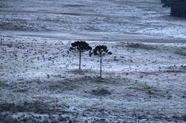 São Joaquim registra nova geada durante o amanhecer do verão 2018 A Cidade de São Joaquim, no alto da Serra Catarinense, voltou a registrar temperaturas amenas, durante o gélido amanhecer desta terça-feira 13 de março, onde a estação local, situada no centro da cidade assinalou seus 1.7º C (Estação Keiser) e a consequência natural disto tudo foi a formação de uma surpreendente geada que cobriu os campos de baixadas da cidade e do interior de São Joaquim. Obs.: Eu Mycchel Hudsonn Legnaghi autorizo o vosso meio de comunicação a utilizar as imagens contidas neste email com as devidas citações de crédito: Imagens Mycchel Hudsonn Legnaghi / São Joaquim Online São Joaquim registra nova geada durante o amanhecer do verão 2018 A Cidade de São Joaquim, no alto da Serra Catarinense, voltou a registrar temperaturas amenas, durante o gélido amanhecer desta terça-feira 13 de março, onde a estação local, situada no centro da cidade assinalou seus 1.7º C (Estação Keiser) e a consequência natural disto tudo foi a formação de uma surpreendente geada que cobriu os campos de baixadas da cidade e do interior de São Joaquim. Obs.: Eu Mycchel Hudsonn Legnaghi autorizo o vosso meio de comunicação a utilizar as imagens contidas neste email com as devidas citações de crédito: Imagens Mycchel Hudsonn Legnaghi / São Joaquim Online
