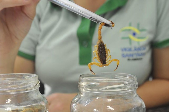 Blumenau - SC - Brasil - 16032018 - Escorpiões amarelos capturados pela vigilância epidemiológica em Blumenau, tityus serrulatus Blumenau - SC - Brasil - 16032018 - Escorpiões amarelos capturados pela vigilância epidemiológica em Blumenau, tityus serrulatus