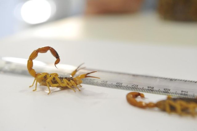 Blumenau - SC - Brasil - 16032018 - Escorpiões amarelos capturados pela vigilância epidemiológica em Blumenau, tityus serrulatus Blumenau - SC - Brasil - 16032018 - Escorpiões amarelos capturados pela vigilância epidemiológica em Blumenau, tityus serrulatus