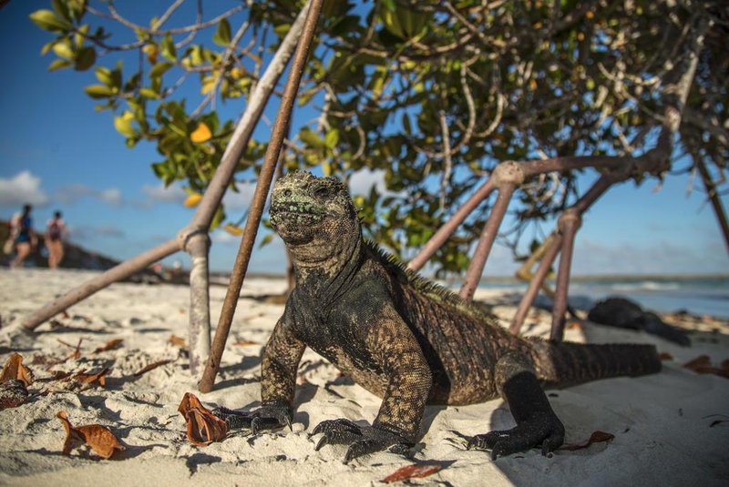 A Galapagos marine iguana (Amblyrhynchus cristatus) sunbathe next to tourists at the Tortuga Bay beach on the Santa Cruz Island in Galapagos, Ecuador, on January 20, 2018.Ecuadors growing tourism threatens the countrys fragile paradises. Galapagos islands, declared a World Natural Heritage by UNESCO, limited tourism clashes with President Lenin Morenos Cielos Abiertos(Open Skies) policy to increase tourism and flight frequency all over the country, including the archipelago.  / AFP PHOTO / Pablo COZZAGLIO / TO GO WITH AFP STORY by Jordi MIRO and VIDEO by Pablo COZZAGLIO