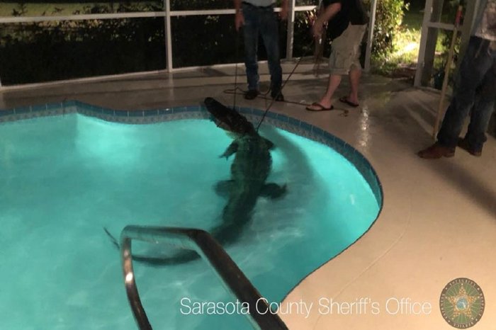 Sarasota County (FL) Sheriff's Office / Facebook / Reprodução Sarasota County (FL) Sheriff's Office / Facebook / Reprodução