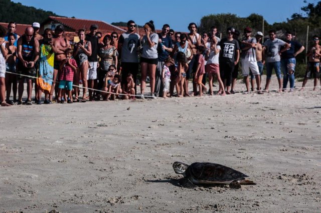 FLORIANÓPOLIS, SC, BRASIL - 06/04/20174Tartaruga é liberada para o mar da Barra da Lagoa em comemoração à marca de 35 milhões de tartarugas cuidadas pelo projeto TamarIndexador: Diorgenes Pandini FLORIANÓPOLIS, SC, BRASIL - 06/04/20174Tartaruga é liberada para o mar da Barra da Lagoa em comemoração à marca de 35 milhões de tartarugas cuidadas pelo projeto TamarIndexador: Diorgenes Pandini