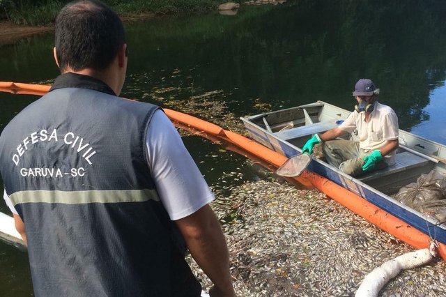 GARUVA, SANTA CATARINA, BRASIL (08/04/2018): Após vazamento de produto químico, peixes e crustáceos morrem ao longo do rio Pirizal e São João, em Garuva GARUVA, SANTA CATARINA, BRASIL (08/04/2018): Após vazamento de produto químico, peixes e crustáceos morrem ao longo do rio Pirizal e São João, em Garuva