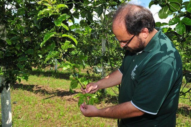 ARAQUARI,SC,BRASIL,04-04-2018.Controle de praga no maracujá. Araquari produz aproximadamente 10 mil pés, tem título de cidade do maracujá, mas a produção vem caindo por conta de uma praga - um inseto que transmite virose e mata o maracujá.(Foto:Salmo Duarte/A Notícia) ARAQUARI,SC,BRASIL,04-04-2018.Controle de praga no maracujá. Araquari produz aproximadamente 10 mil pés, tem título de cidade do maracujá, mas a produção vem caindo por conta de uma praga - um inseto que transmite virose e mata o maracujá.(Foto:Salmo Duarte/A Notícia)