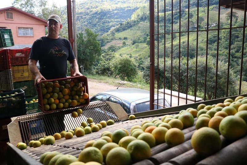 Rafael Potter, citricultor - Vila Cristina, produção de laranjas e bergamotas, caxias do Sul