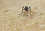 Pesquisadores desenvolvem variedade transgênica do Aedes que só produz ovos estéreis
