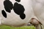  ESTEIO, RS, BRASIL- 2017.05.17 - Tradicional banho de leite do concurso leiteiro do gado holandês. (Foto: CARLOS MACEDO/ Agência RBS)
