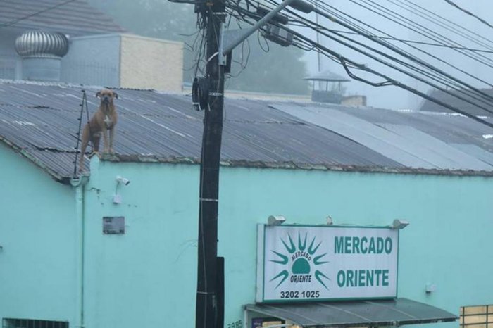 Janete Kriger / Divulgação Janete Kriger / Divulgação