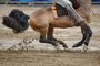  ESTEIO - BRASIL - Final da ExpoFICCC, a copa do mundo do cavalo crioulo no Parque de Exposições Assis Brasil, em Esteio. (FOTO: LAURO ALVES/AGENCIRBS)