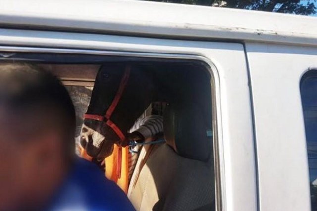 motorista sem CNH levava cavalo dentro de Kombi em Porto Alegre motorista sem CNH levava cavalo dentro de Kombi em Porto Alegre