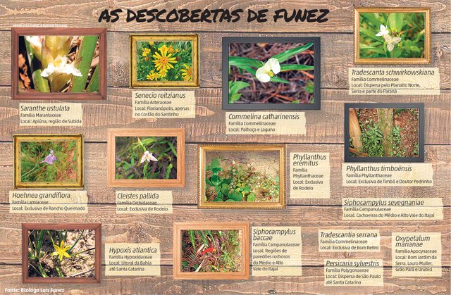 Blumenau, plantas Blumenau, plantas