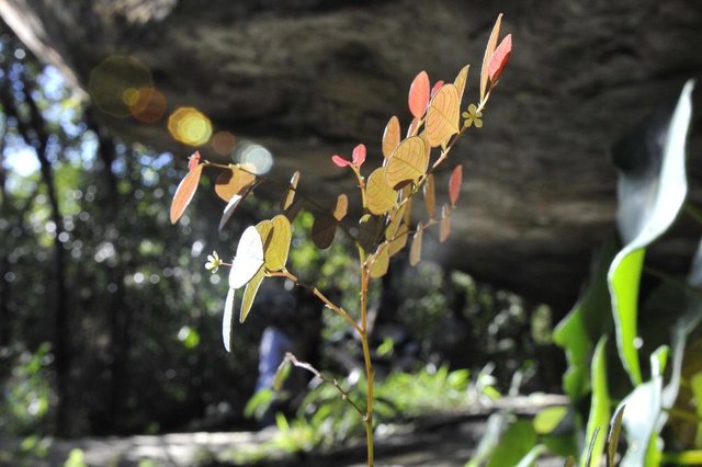 Rodeio - SC - Brasil - 23052018 - Luis Funez biologo de Blumenau que já descobriu 15 novas espécies de plantas no vale do Itajaí. Rodeio - SC - Brasil - 23052018 - Luis Funez biologo de Blumenau que já descobriu 15 novas espécies de plantas no vale do Itajaí.