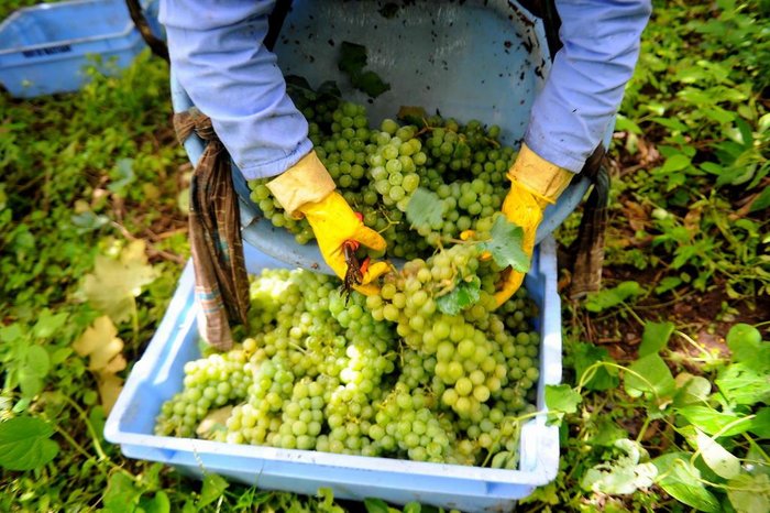 Felipe Nyland / Agencia RBS Felipe Nyland / Agencia RBS